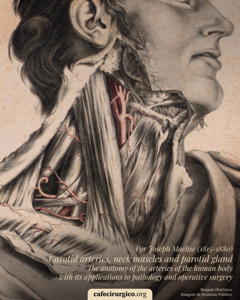 Artérias Carótidas e Músculos do Pescoço, por Joseph Maclise