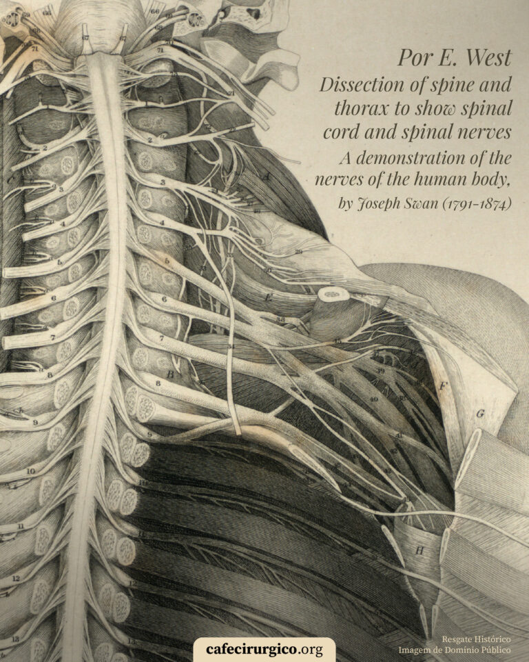 A medula espinhal e as raizes nervosas cervicais e torácicas, por E West